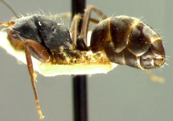 Media type: image; Entomology 22793   Aspect: habitus lateral view